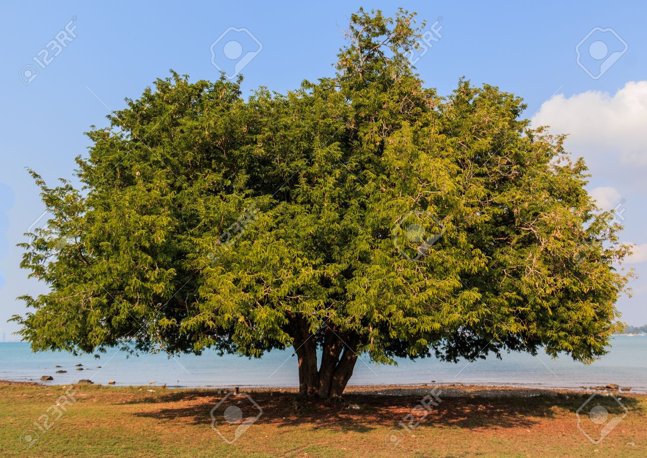 Big Tamarind Tree Near The Sea Stock Photo Picture And Royalty Free Image Image Big Tamarind Tree Near The Sea Stock Photo Picture And Royalty Free Image Image