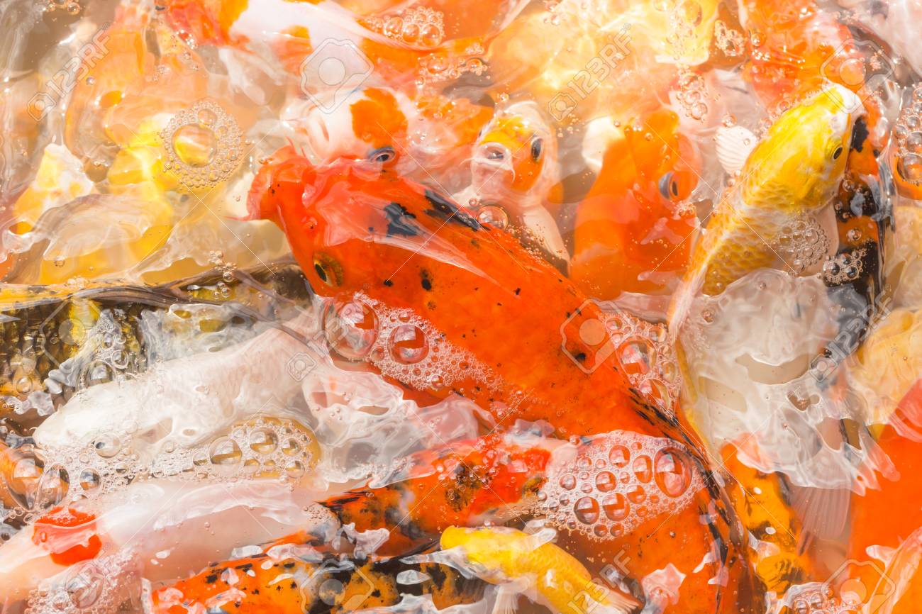 一緒に公園の池で食べ物を奪い合う恋鯉 の写真素材 画像素材 Image