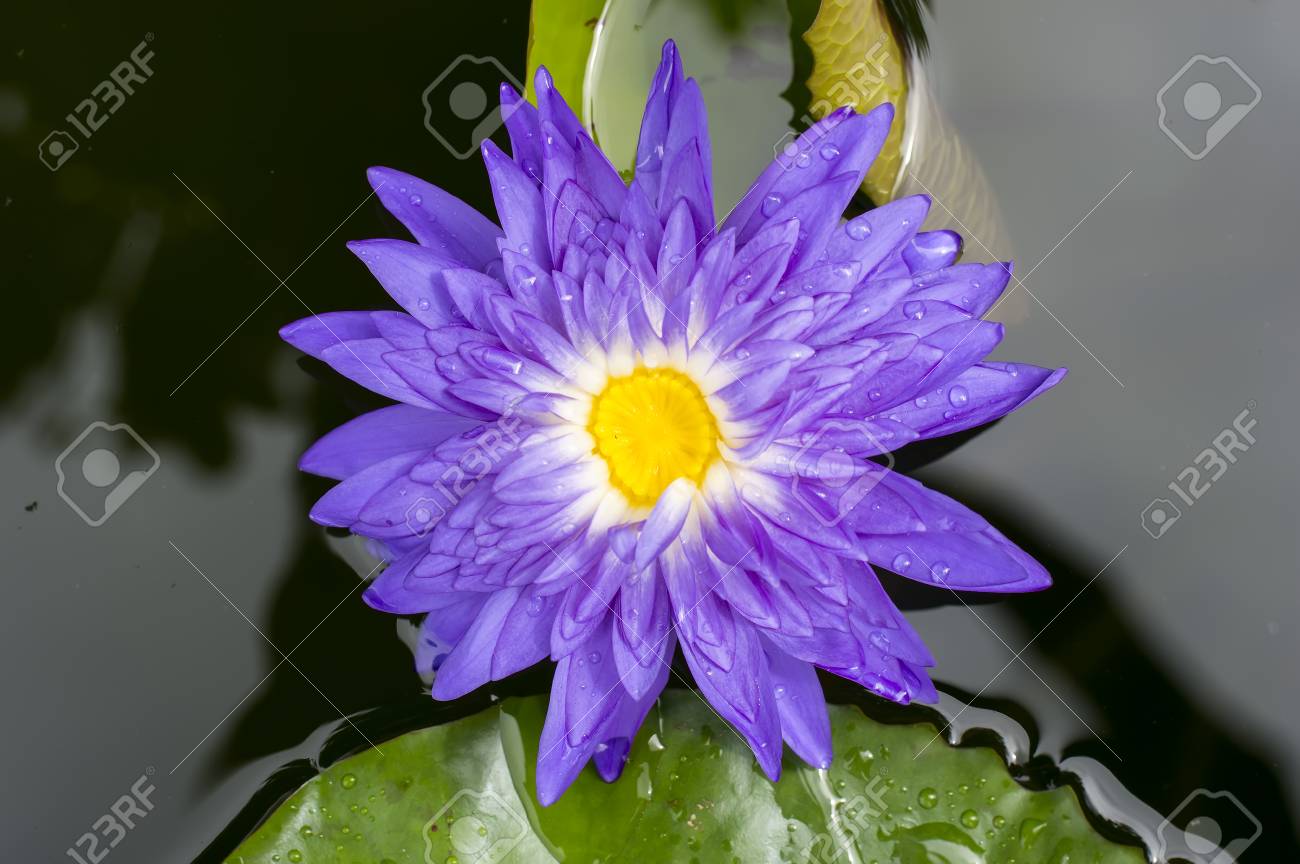 Diptyque Fleur De Lotus Bleu