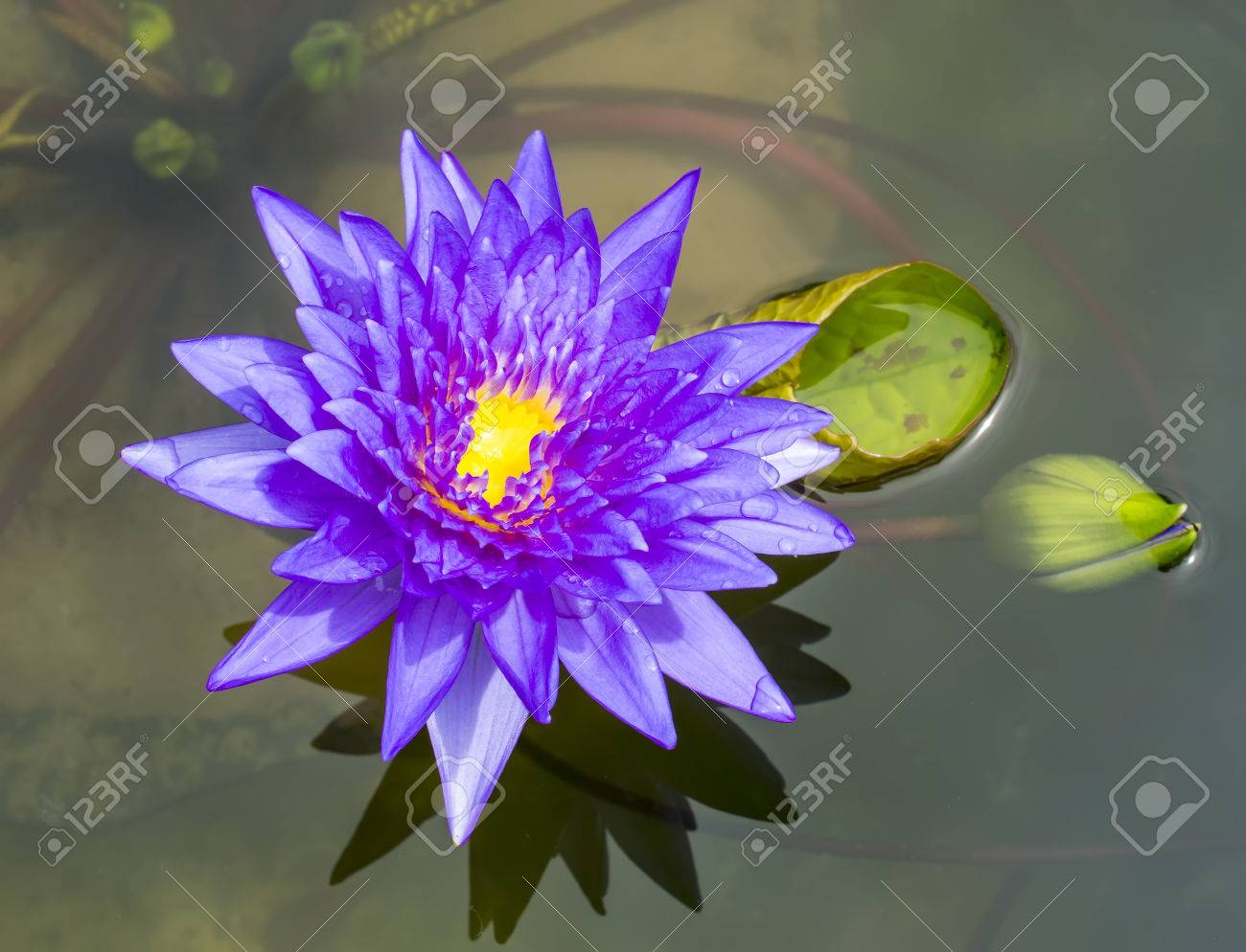 Fleur de lotus bleu, nénuphar et des gouttes d\u0027eau de pluie
