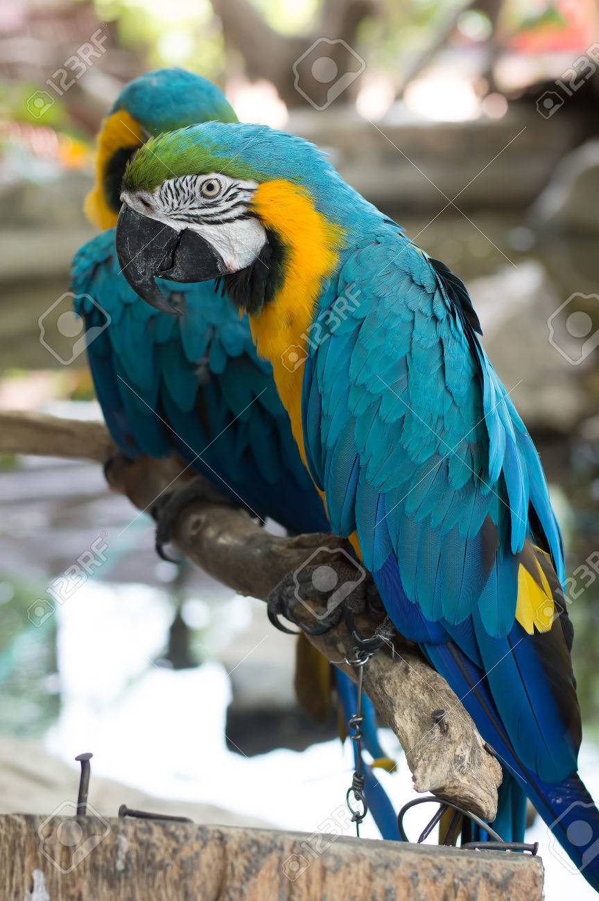 青と黄色のコンゴウインコ 青と黄色のオウム の写真素材 画像素材 Image