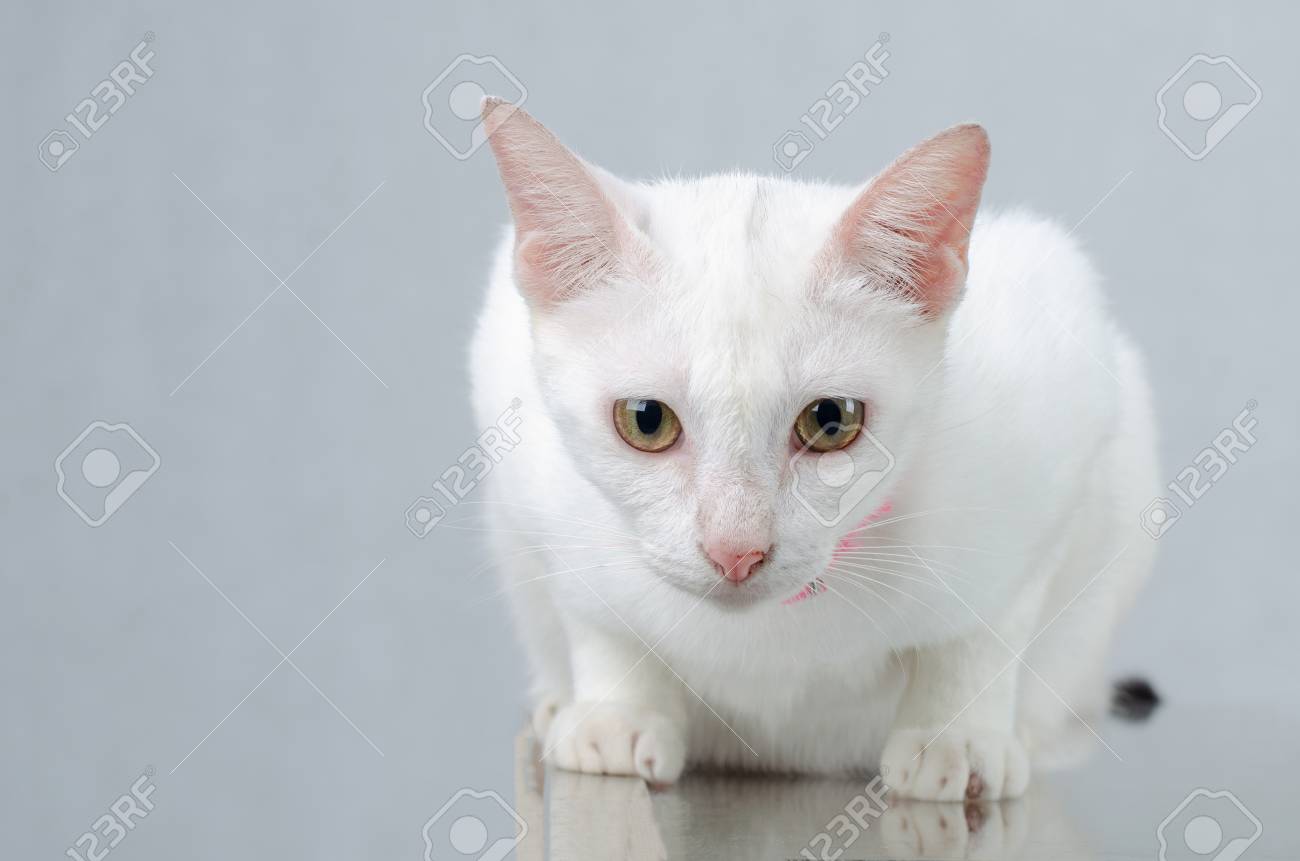 pure white kitten