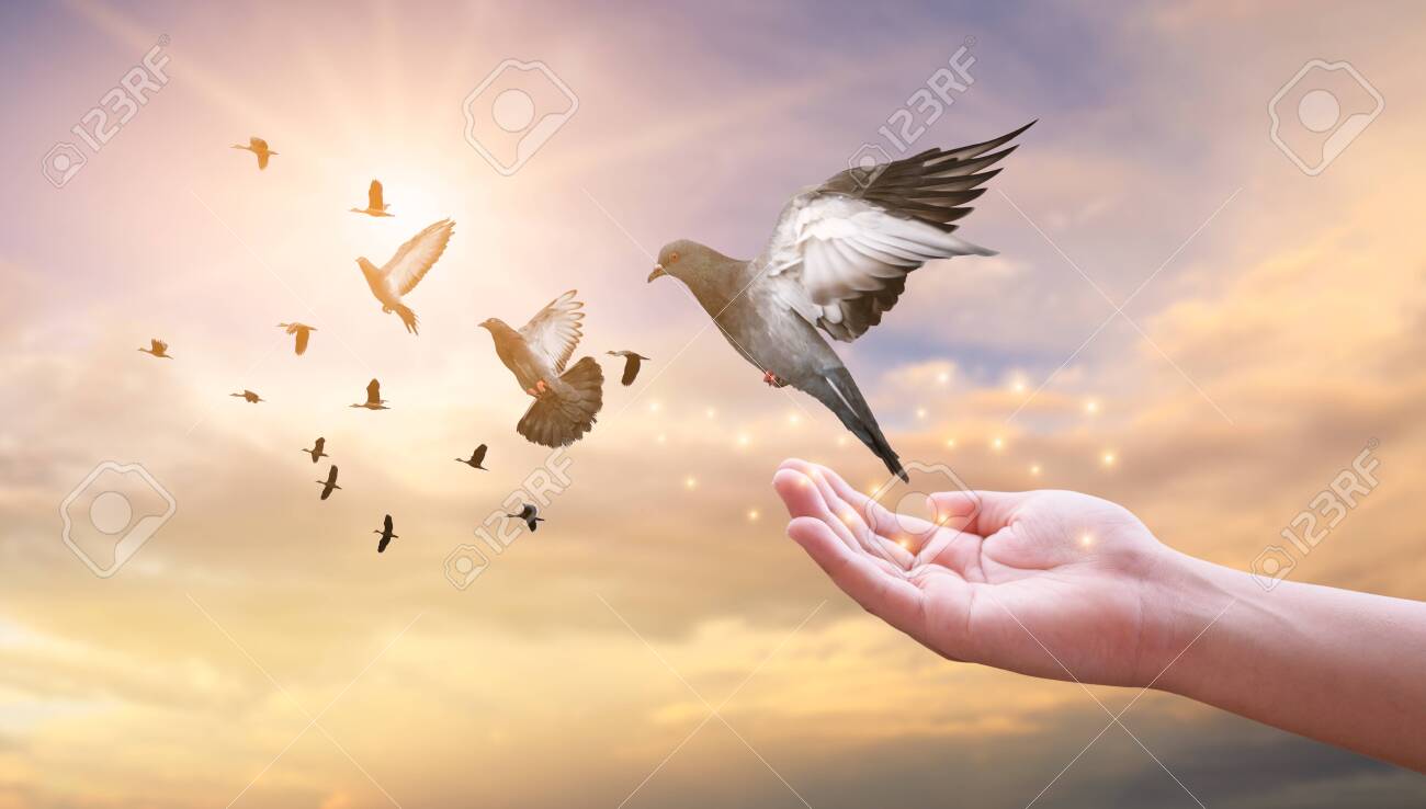 The woman hands free the pigeon into the sky. - 147945954 The woman hands free the pigeon into the sky. - 147945954