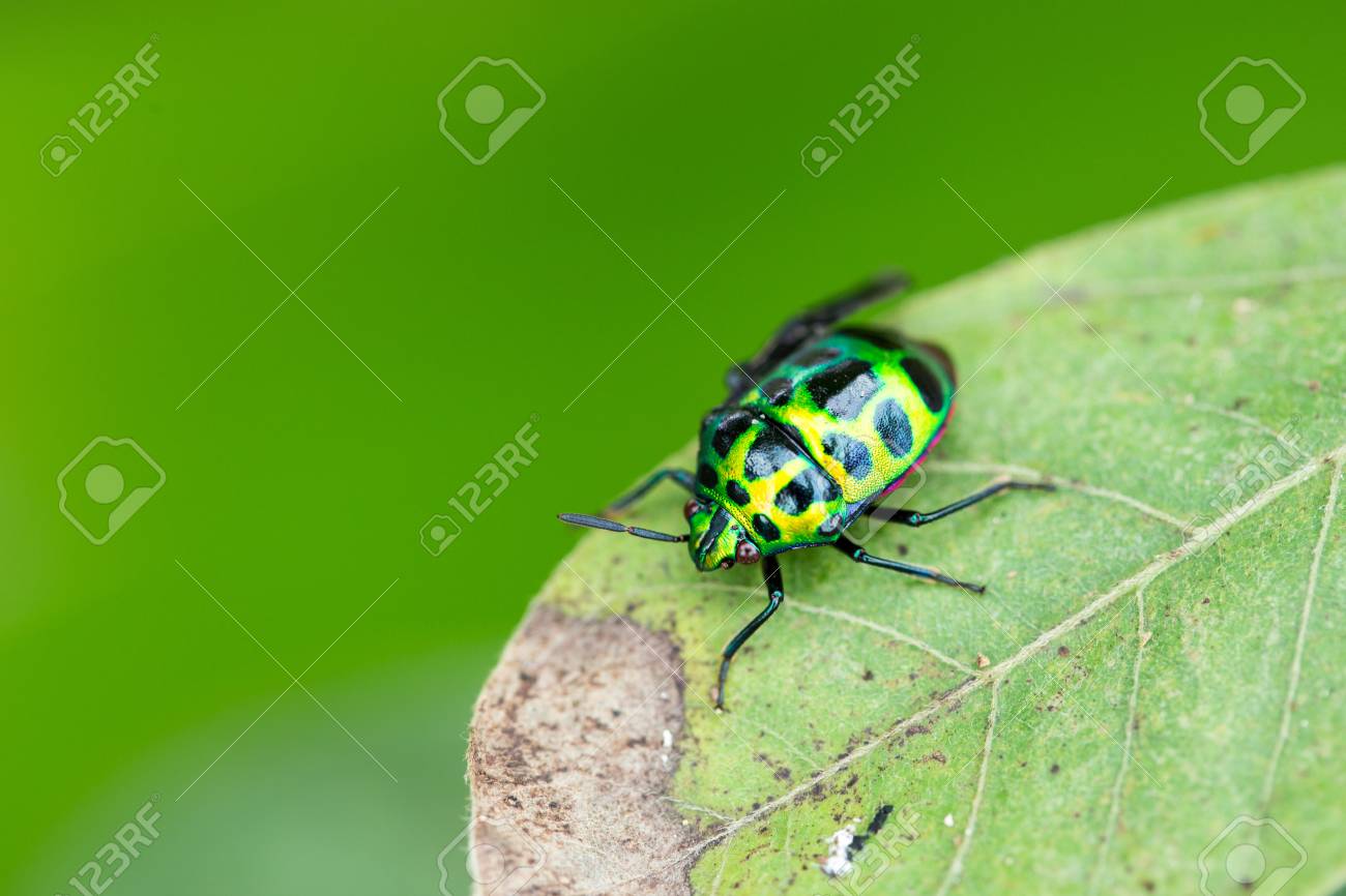 藤の木を葉っぱに、てんとうむし 画像付き】てんとう虫は主に3種類！害虫・益虫の見分け方と駆除