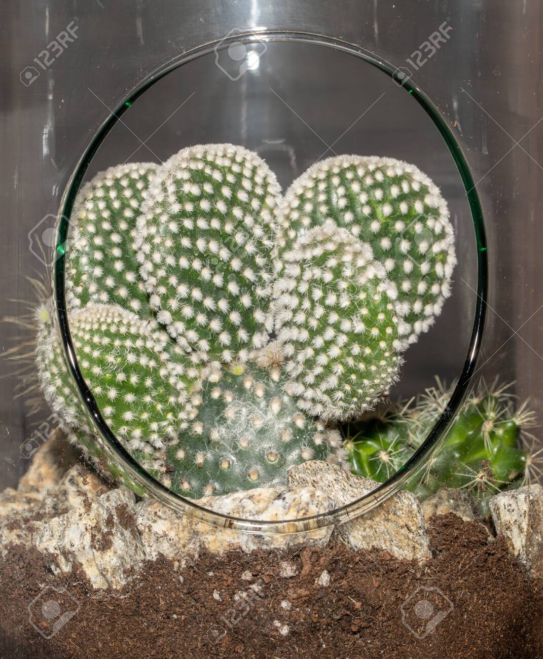 Mini Succulent Garden In Glass Terrarium On Windowsill Home