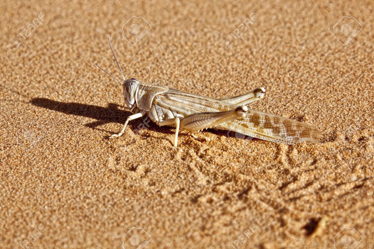 Пустынный кузнечик. Кобылка кузнечик и саранча. Кобылка пустынная. Кузнечик в пустыне. Африканская пустынная саранча.
