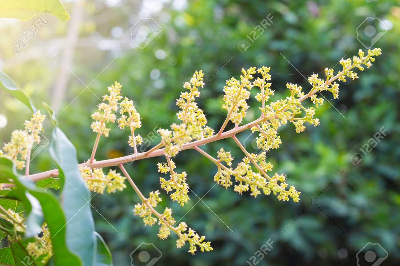 夜の光で マンゴーの木の花マンゴーの花の束 の写真素材 画像素材 Image