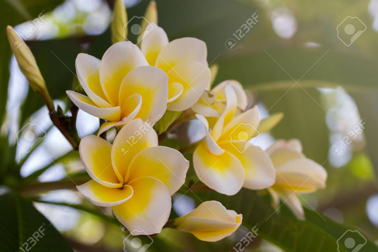 Plumeria (frangipani), yellow and White flowers on tree in the..