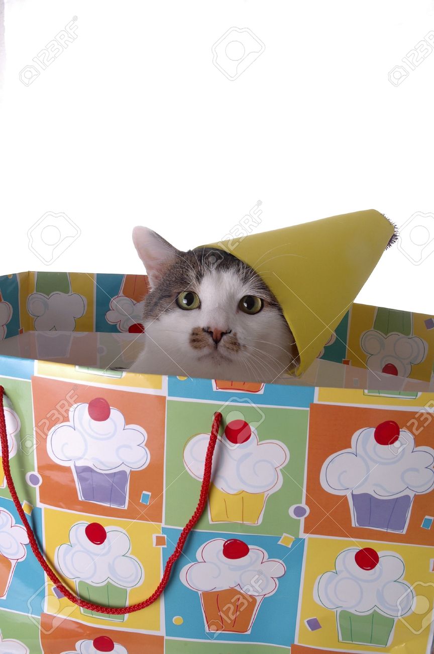 Immagini Stock Ladorabile Gatto Con Un Cappello Di Compleanno Il