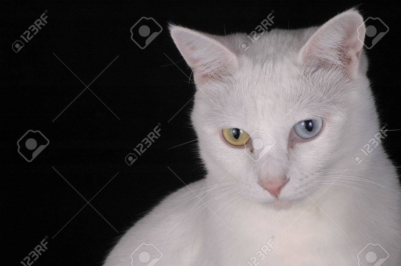 A White Cat With One Yellow And One Blue Eye Against A Black Stock Photo Picture And Royalty Free Image Image 7061