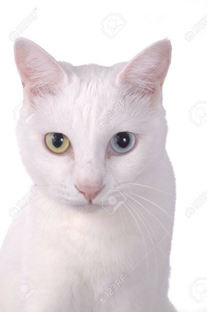 A White Cat With One Blue Eye And One Yellow Eye Against A White Stock Photo Picture And Royalty Free Image Image