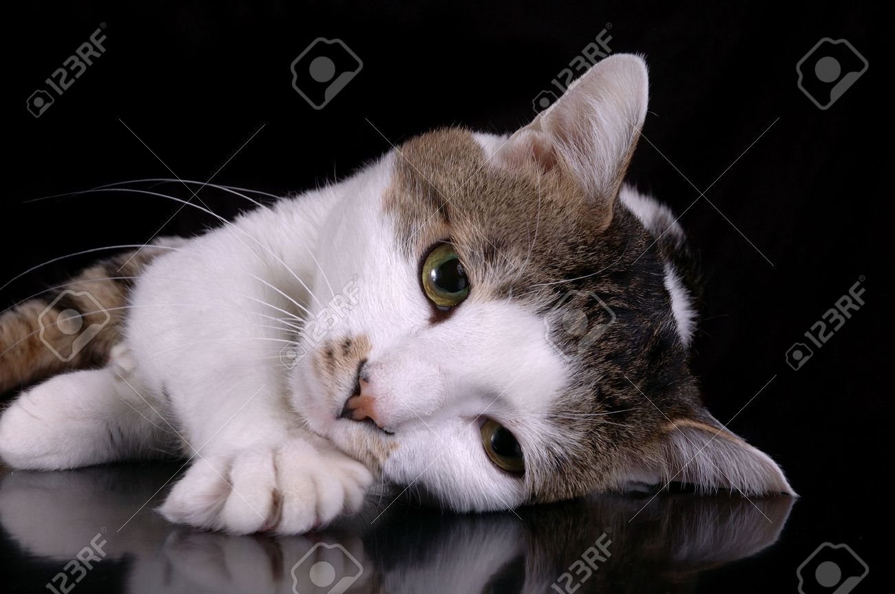 Un Chat Brun Et Blanc De Sa Tête Repose Sur Une Patte Fond Noir Le Chat Est Allongé Sur Une Surface Réfléchissante