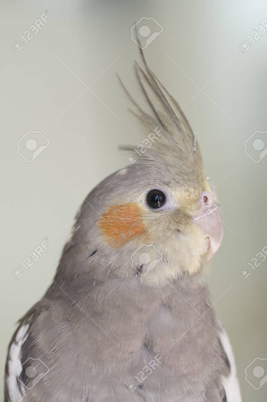 happy cockatiel