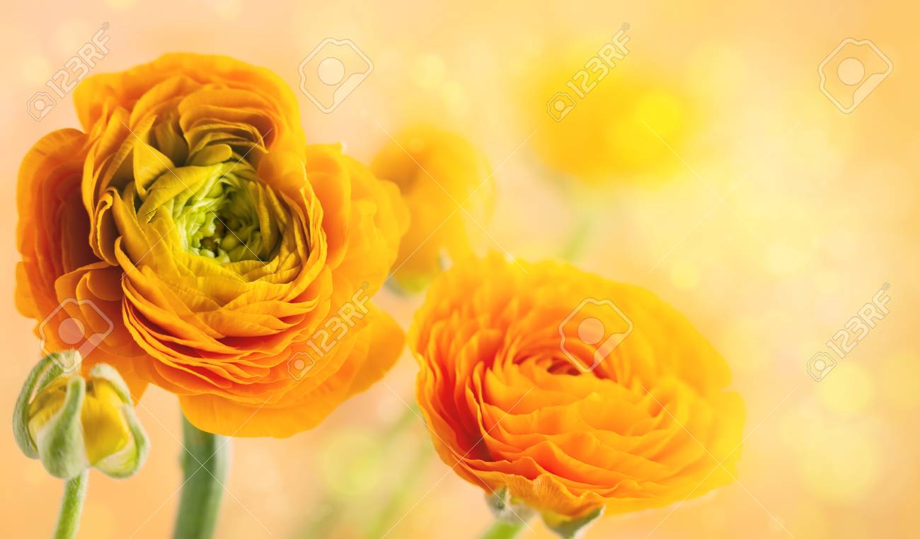 Floral Arrangement With Yellow Ranunculus Flowers Stock Photo Picture And Royalty Free Image Image 115136749