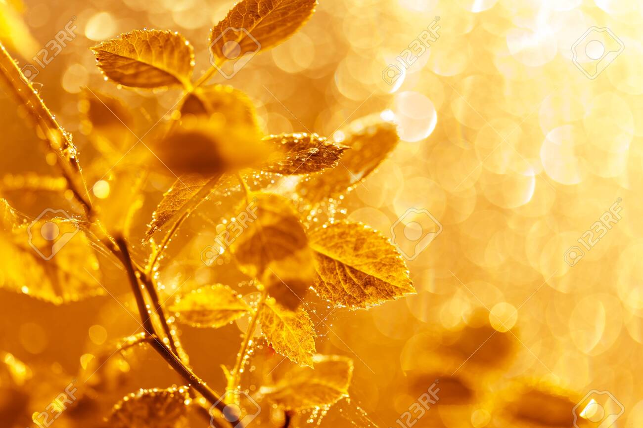 Autumn leaves with water drops and spider web at sunset over blurred background. Soft focus, macro - 129212868 Autumn leaves with water drops and spider web at sunset over blurred background. Soft focus, macro - 129212868