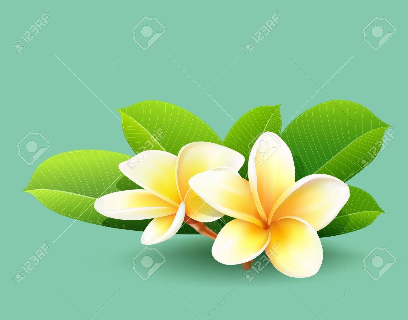 緑の葉を持つタイのプルメリアの花 のイラスト素材 ベクタ Image 緑の葉を持つタイのプルメリアの花 のイラスト素材 ベクタ Image