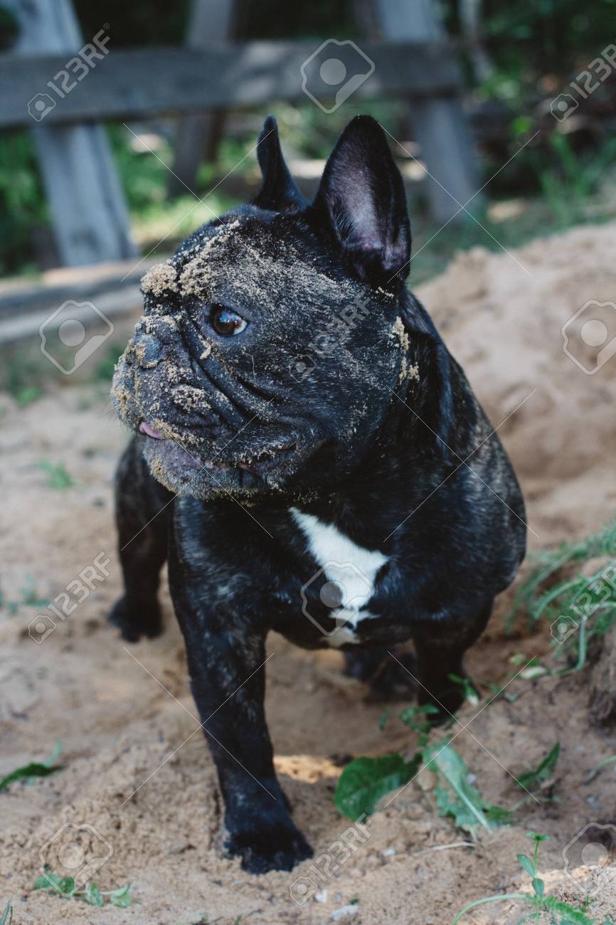 french bulldog with muzzle