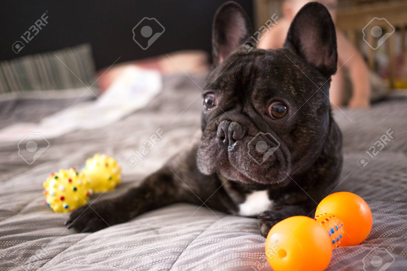 french bulldog toys