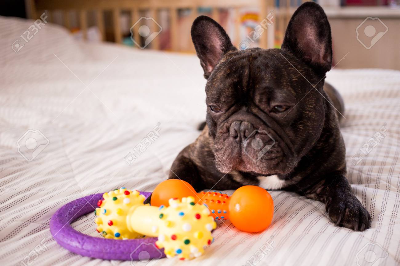 french bulldog toys