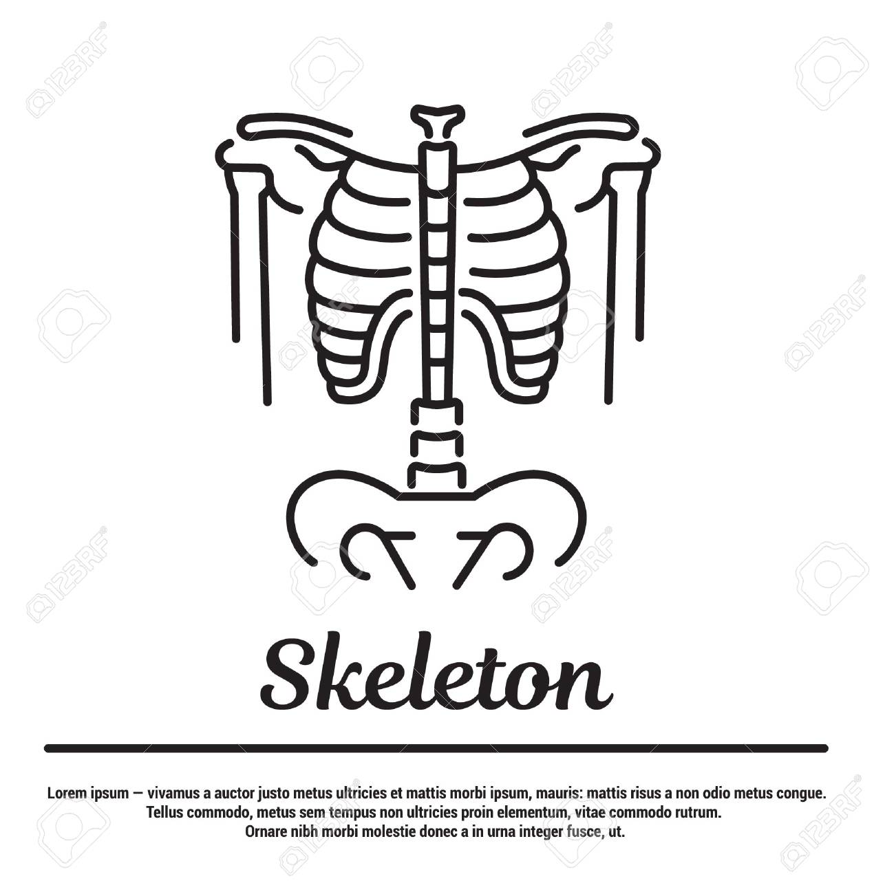 人間の骨格のグラフィックのシルエット Web サイト アプリ オンライン ページのコンセプトです フラット 線形 輪郭で人間の骨は薄いデザインです インフォ グラフィック テンプレート およびピクトグラム のイラスト素材 ベクタ Image