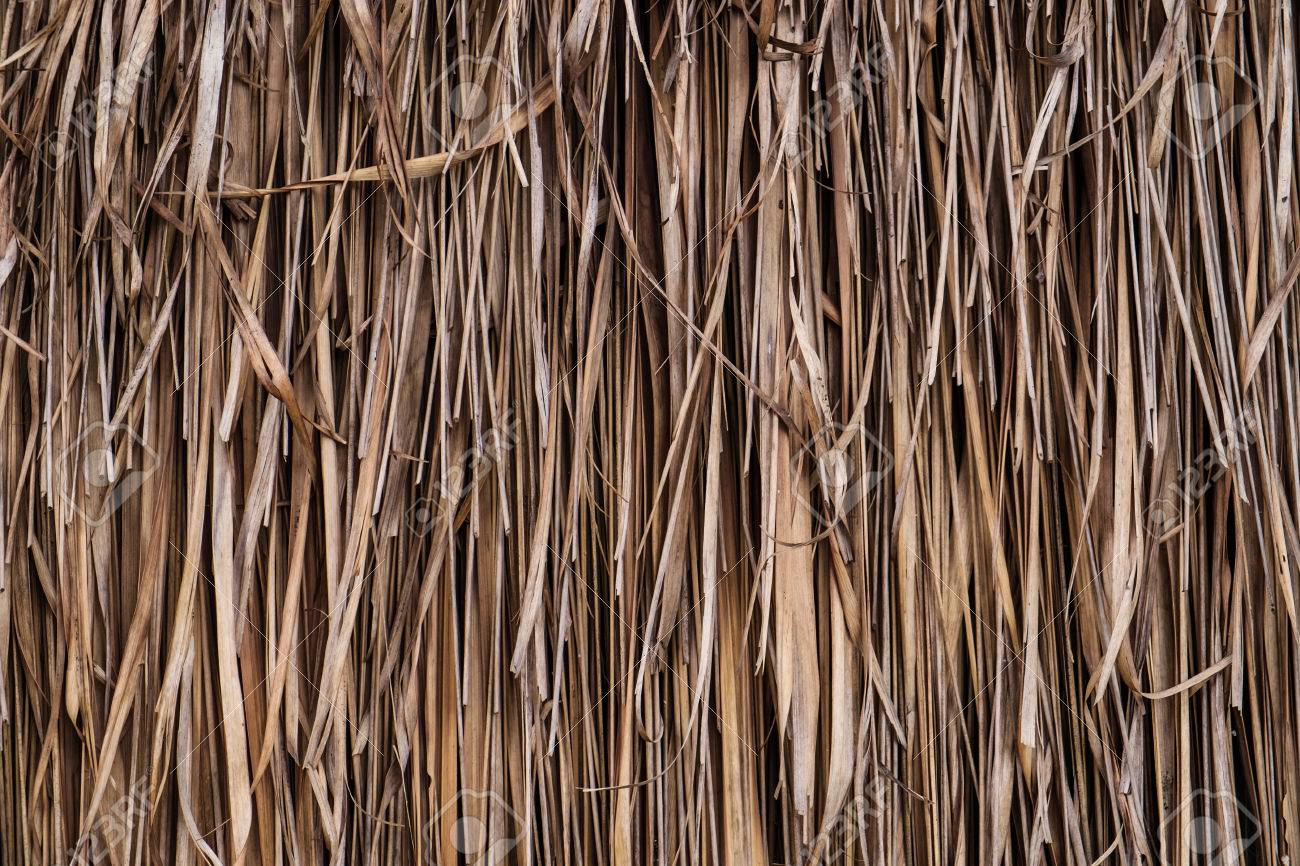 Straw palm Clearance