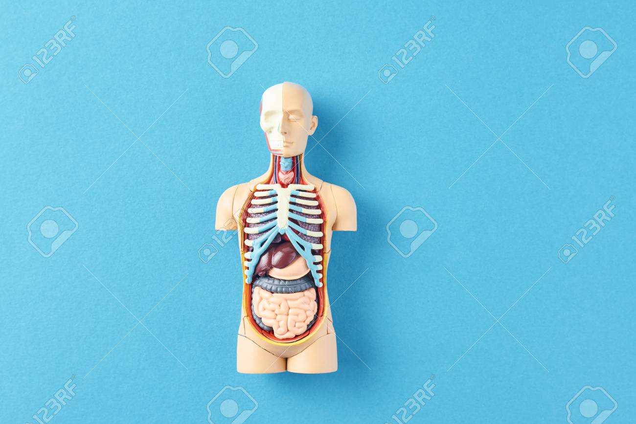 Anatomical model of human body with internal organs on blue background. Anatomy body mannequin - 119610087 Anatomical model of human body with internal organs on blue background. Anatomy body mannequin - 119610087