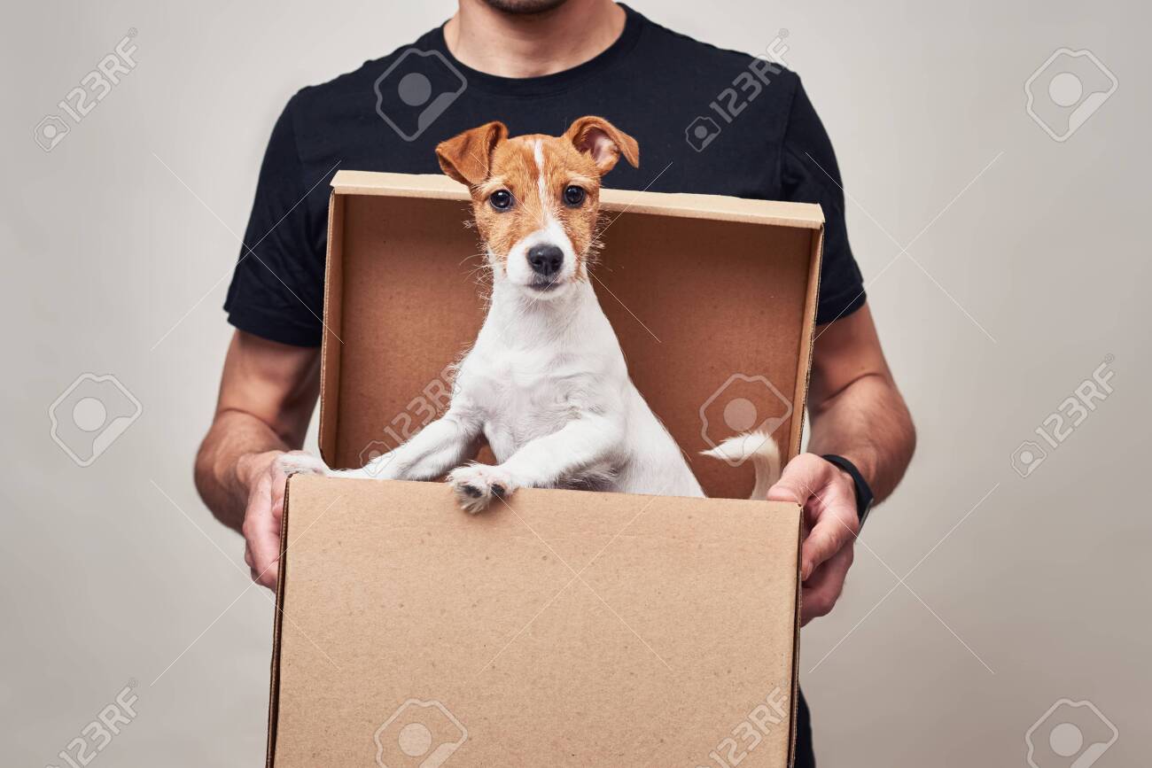 canine express shipping box