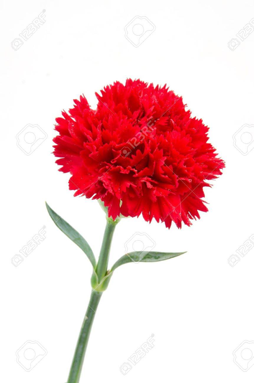 Red Carnation Flower Stock Photo Picture And Royalty Free Image Image