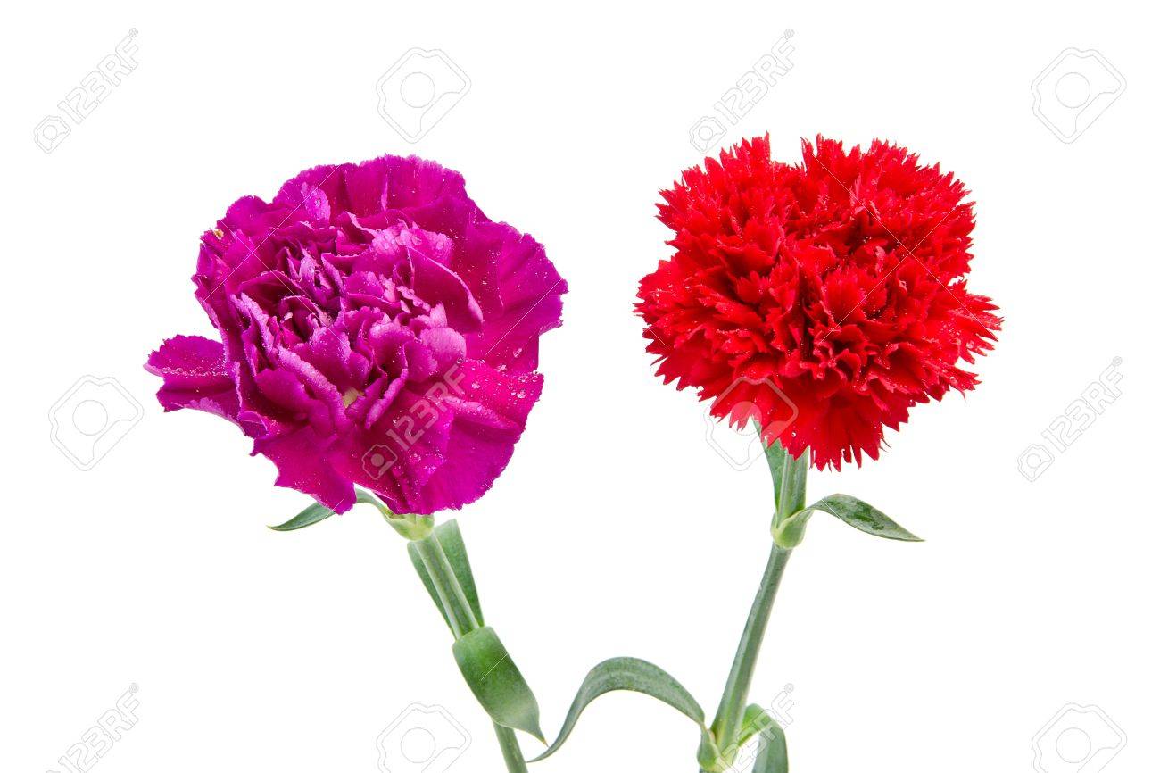 紫と赤のカーネーションの花 の写真素材 画像素材 Image 紫と赤のカーネーションの花 の写真素材 画像素材 Image