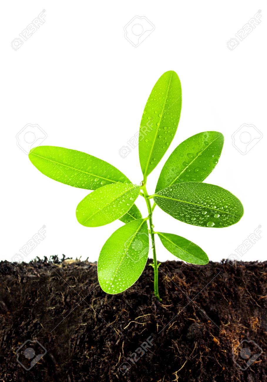 黒い土壌中のアレクサンドリアの月桂樹若い植物苗木の新鮮な緑の葉 の写真素材 画像素材 Image