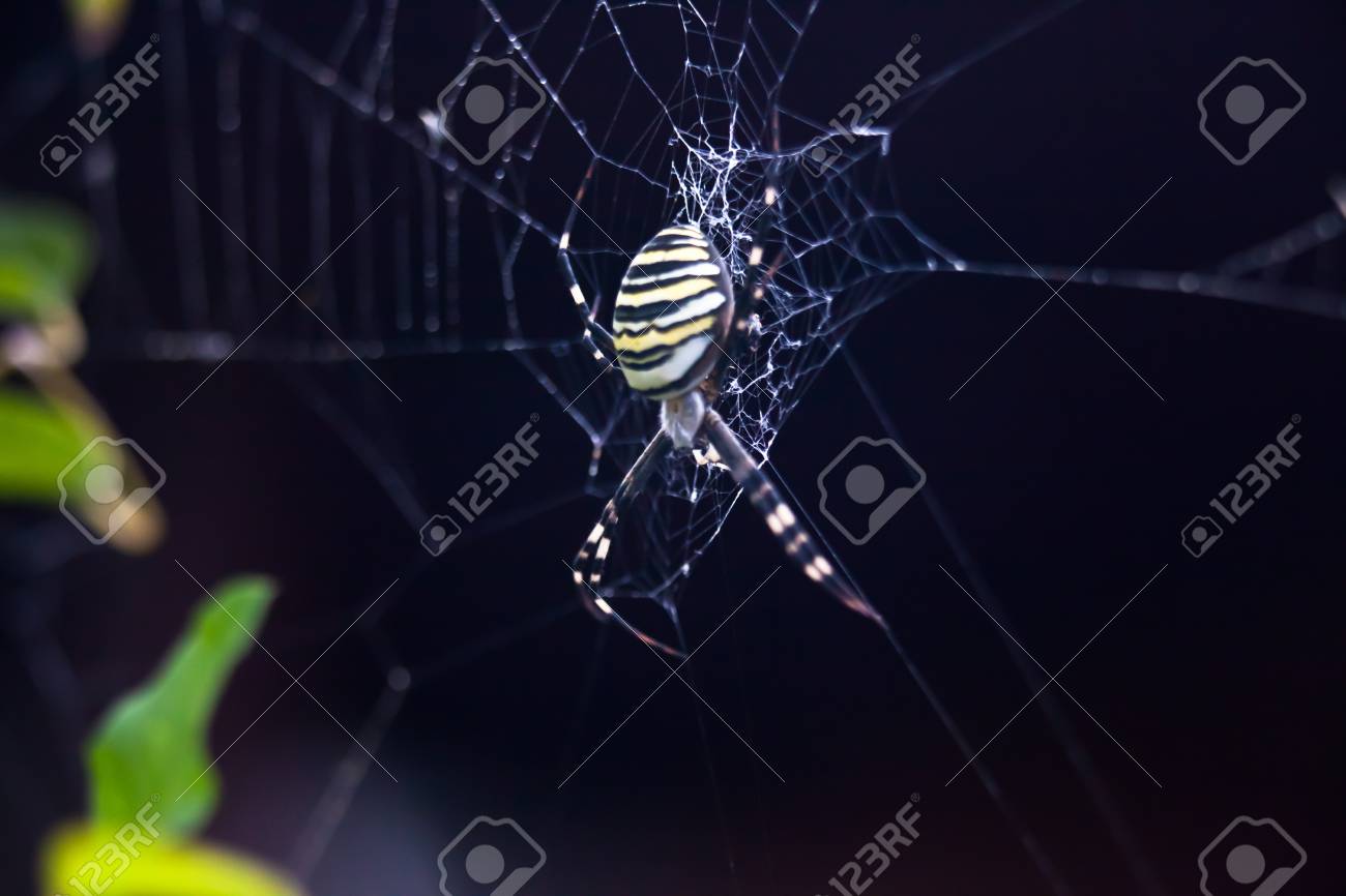 etiam-dictum-ipsum-a-felis