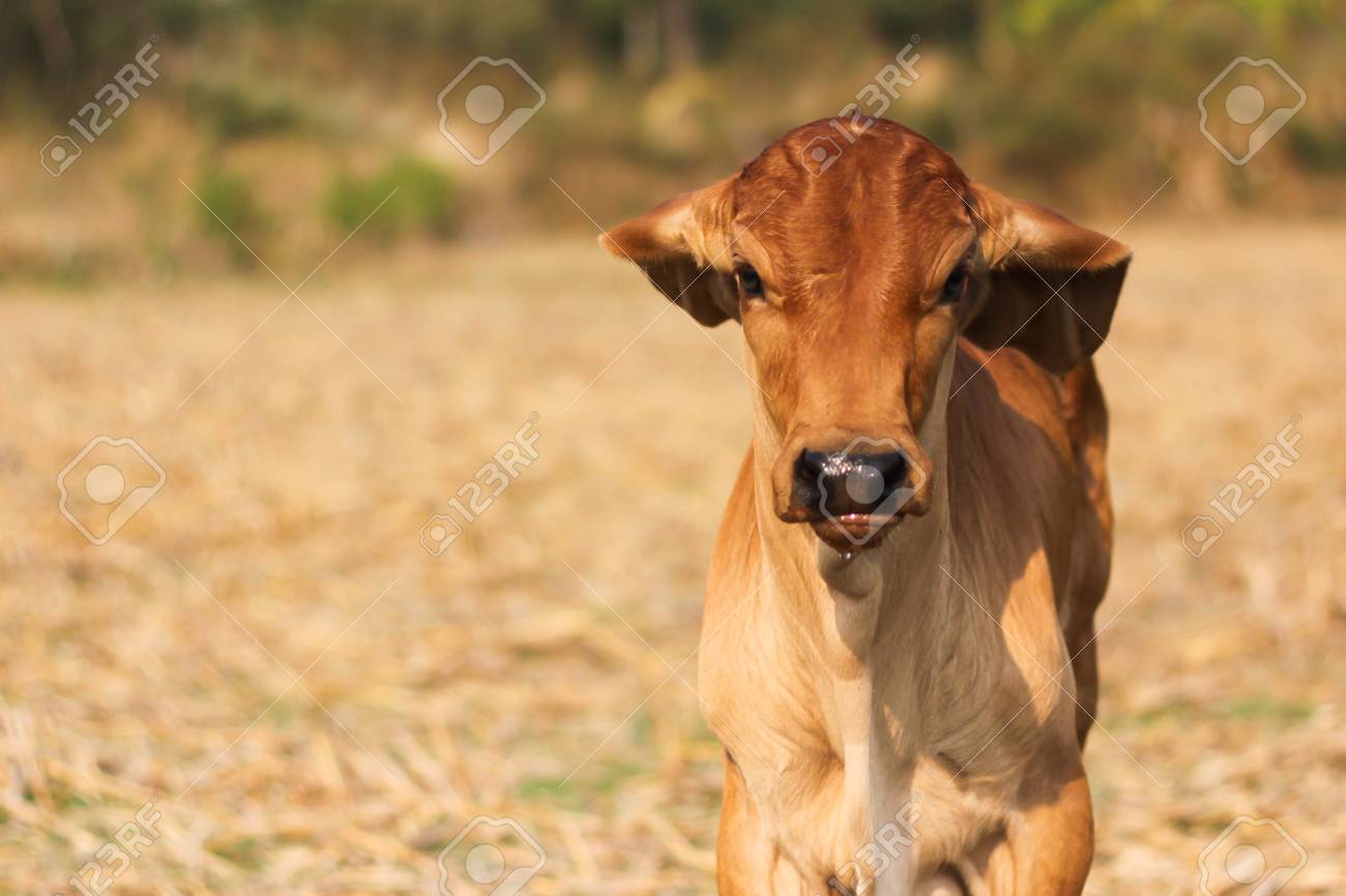 かわいい子牛 の写真素材 画像素材 Image