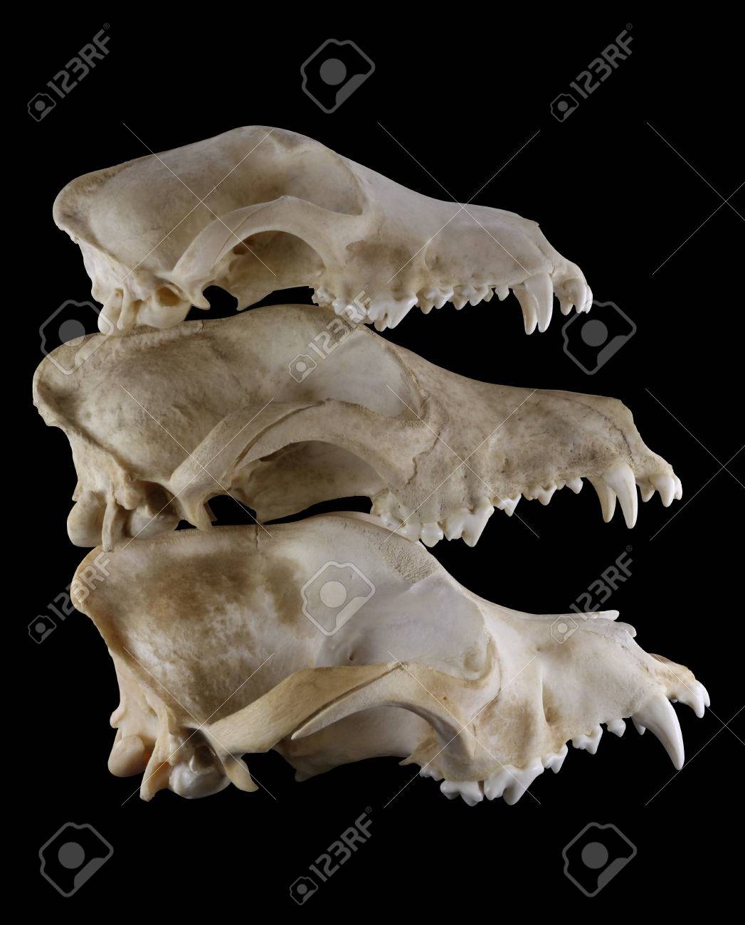 doberman skull