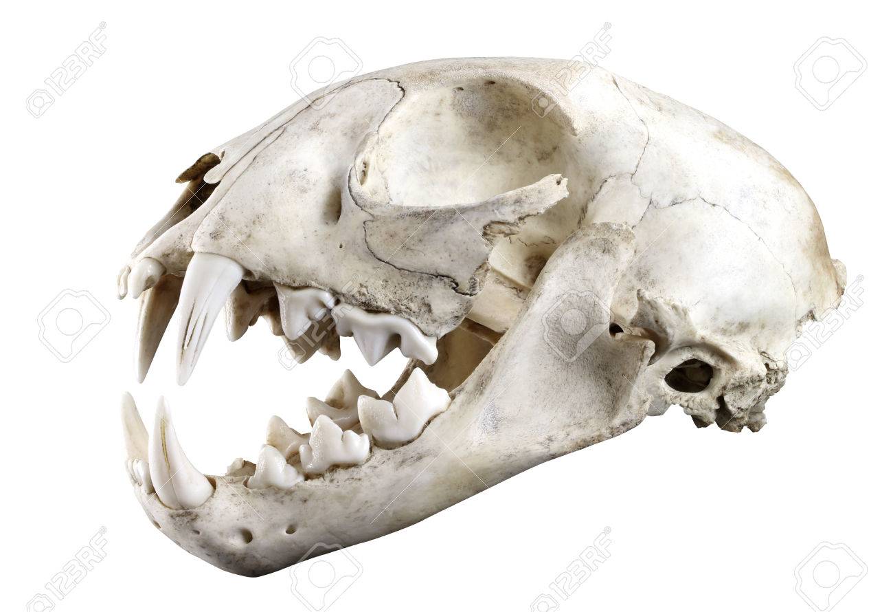 ボブキャットの頭骨