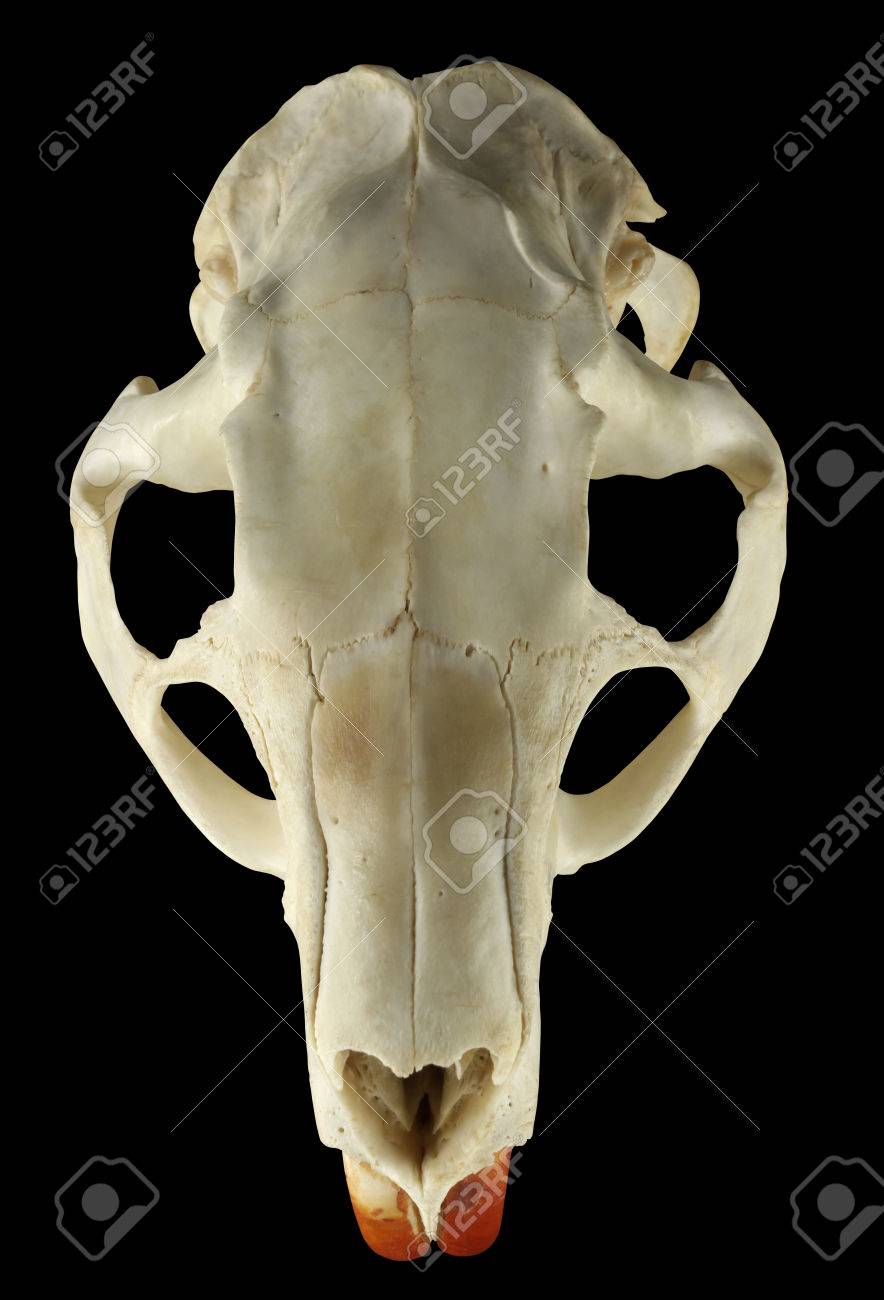 ヌートリア(Myocastor coypus)　頭骨 ヌートリア(Myocastor coypus）頭骨