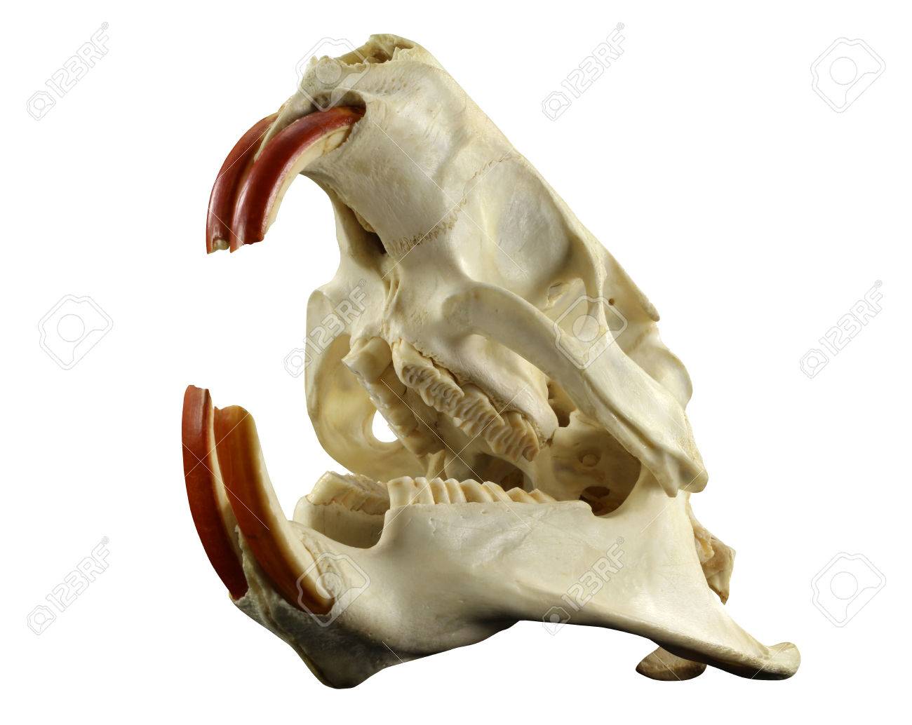 ヌートリア(Myocastor coypus）頭骨