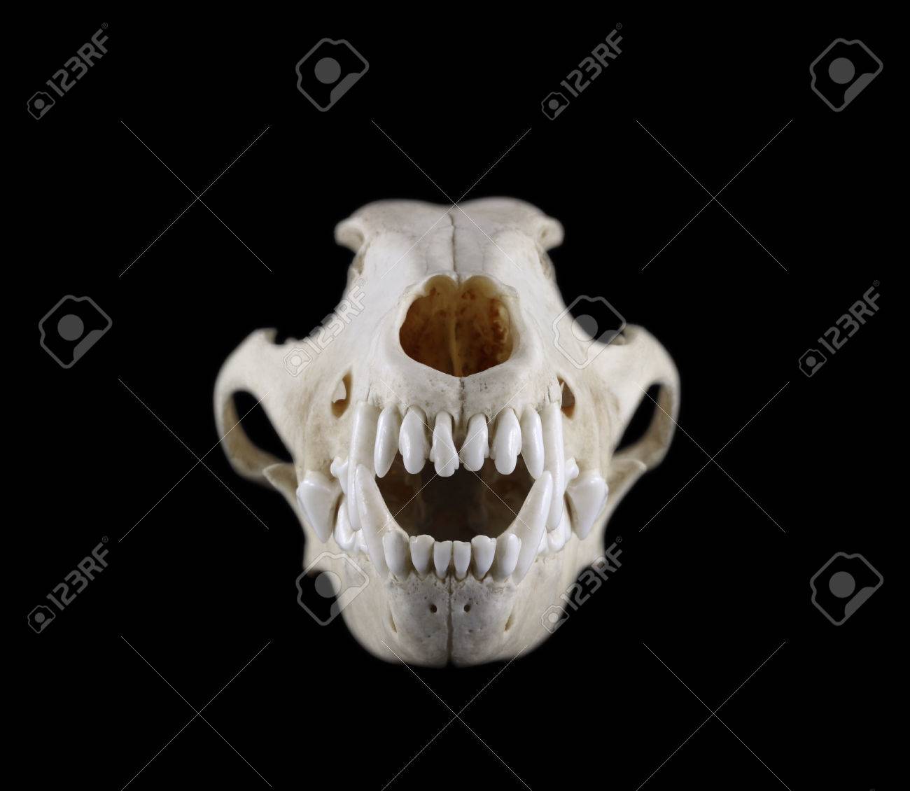 puppy skull teeth