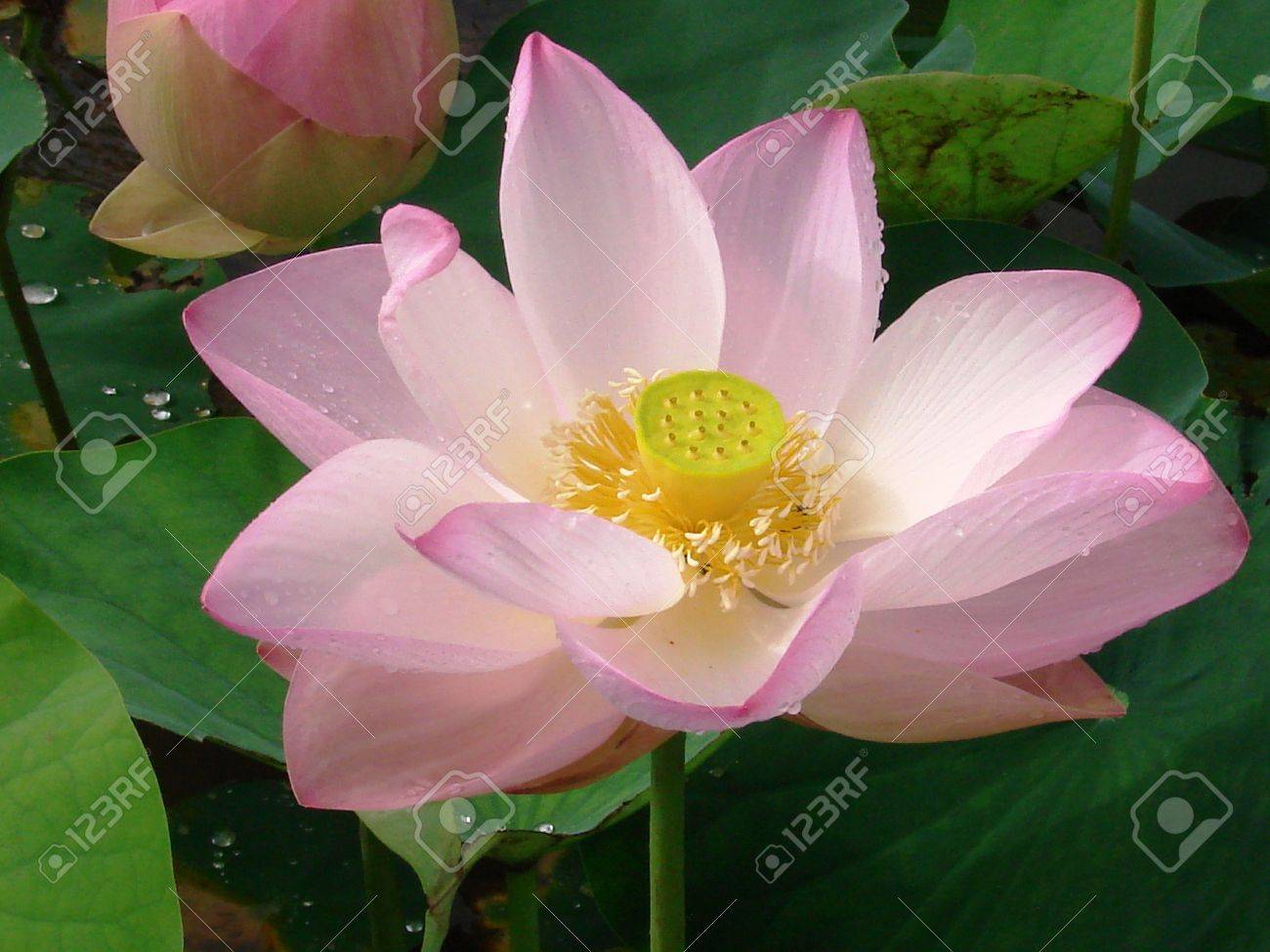 ロータス 花 ピンク 自然 植物 美しい 緑 花 美しさ 水 花 背景 ユリ 花弁 花 池 花 植物 スイレン 熱帯 自然 リーフ 水 白 アジア 植物学 色 エキゾチックな植物 クローズ アップ 新鮮な明るい の写真素材 画像素材 Image