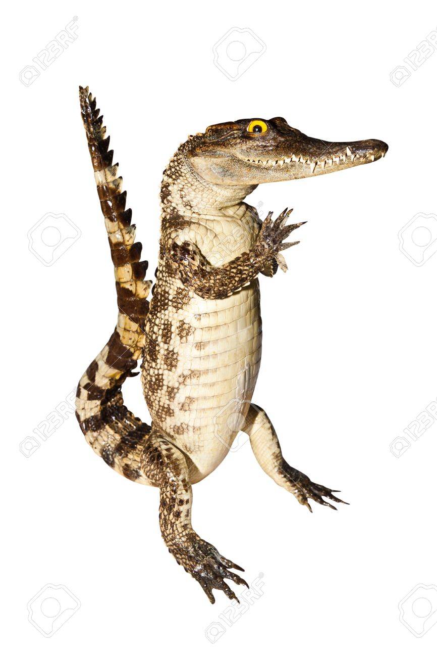 crocodile stuff