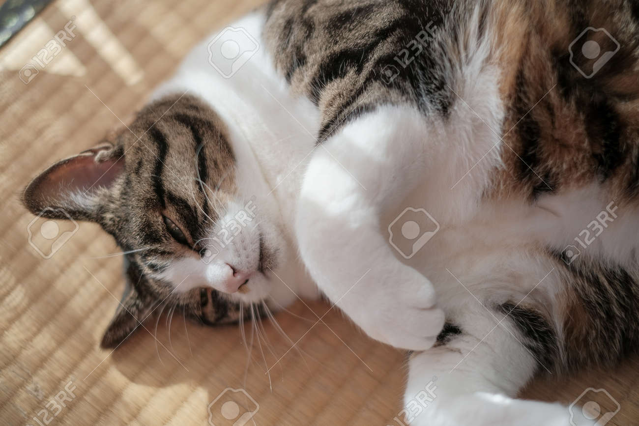 etiam-dictum-ipsum-a-felis