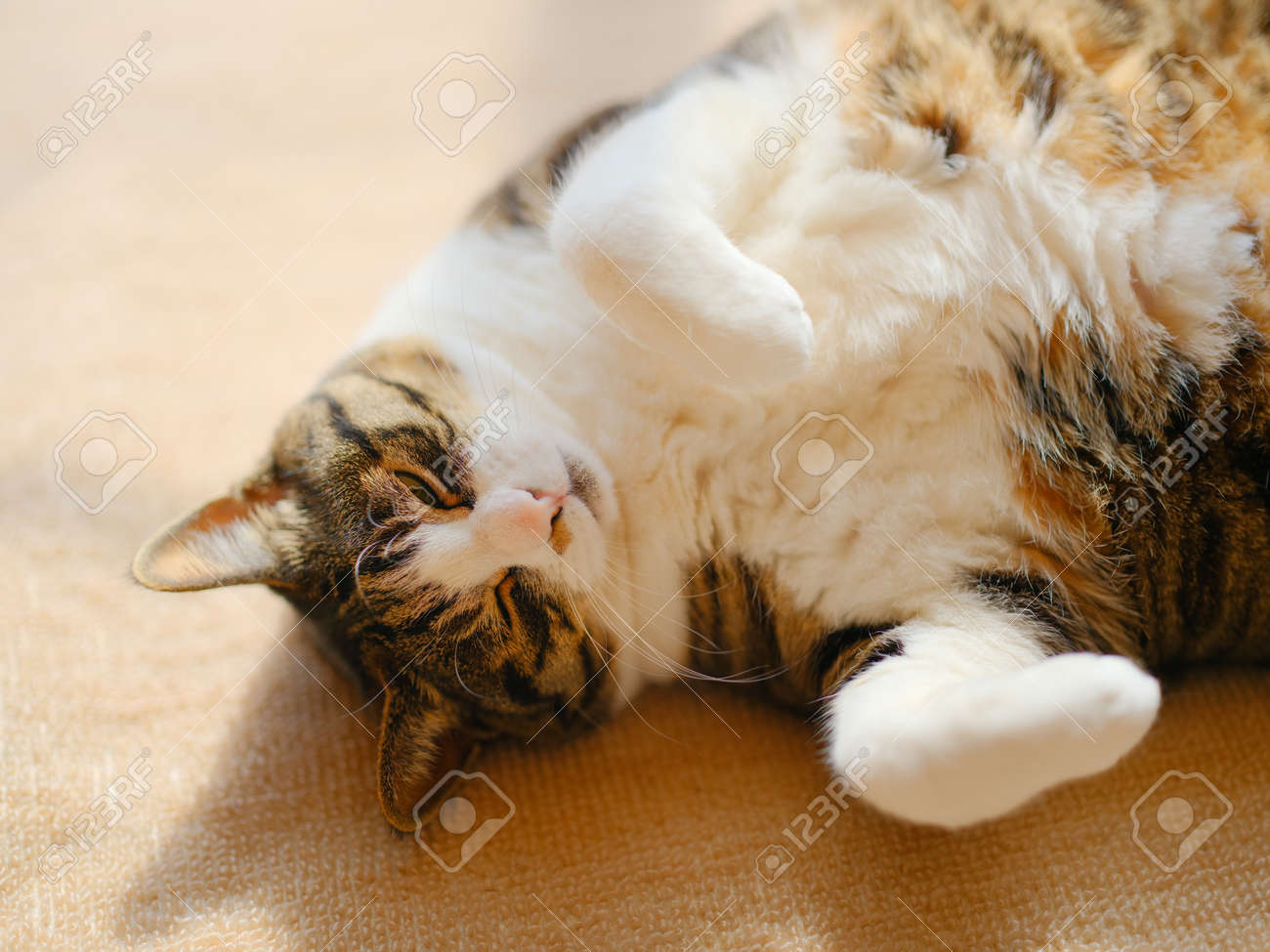 etiam-dictum-ipsum-a-felis