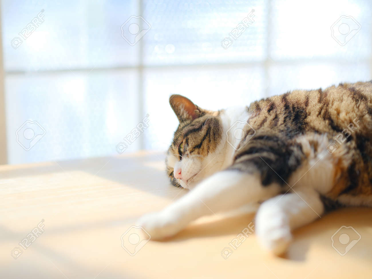 etiam-dictum-ipsum-a-felis