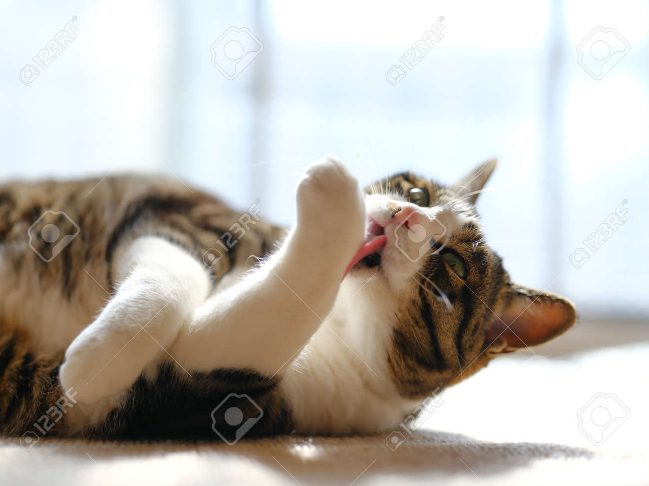 etiam-dictum-ipsum-a-felis