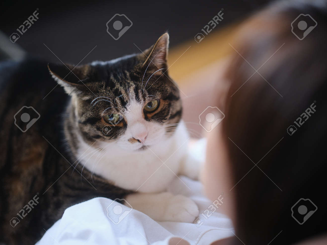 etiam-dictum-ipsum-a-felis