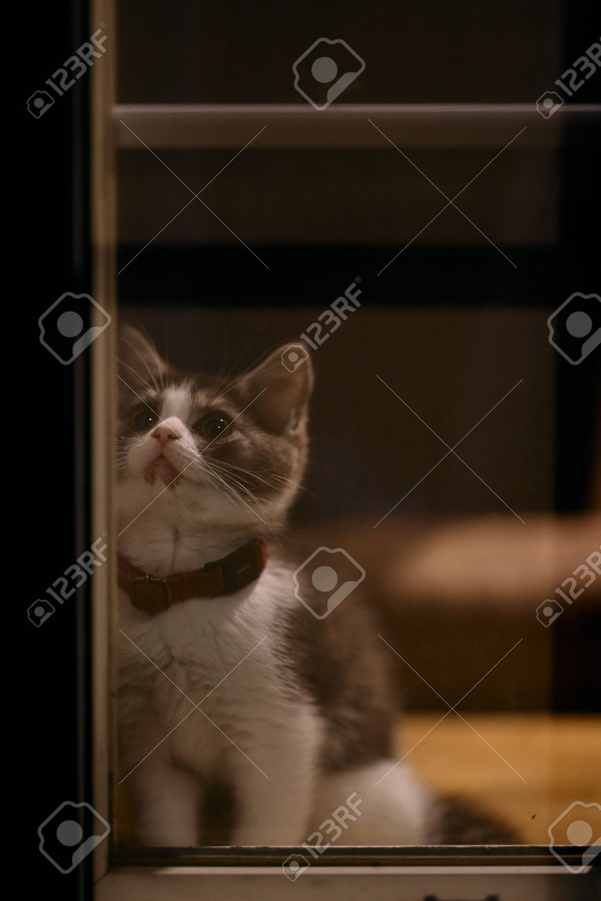 etiam-dictum-ipsum-a-felis