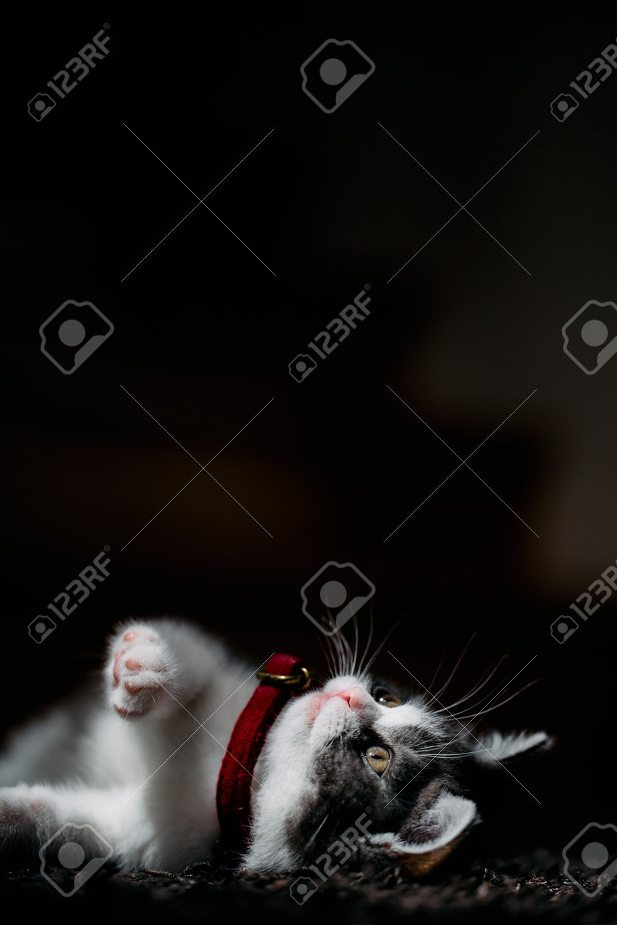 etiam-dictum-ipsum-a-felis