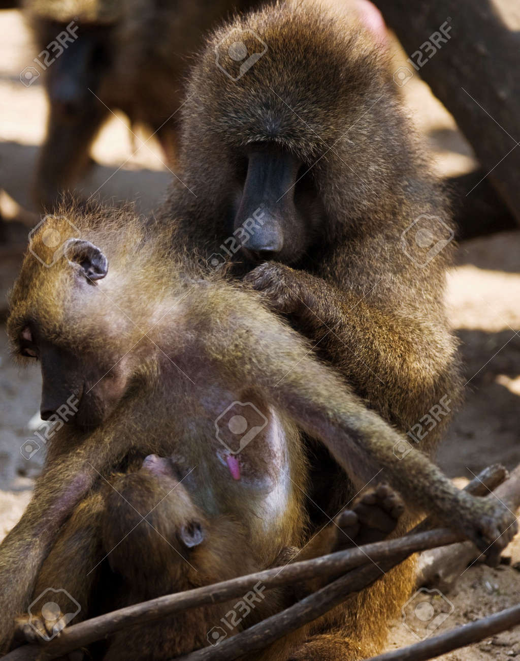 etiam-dictum-ipsum-a-felis