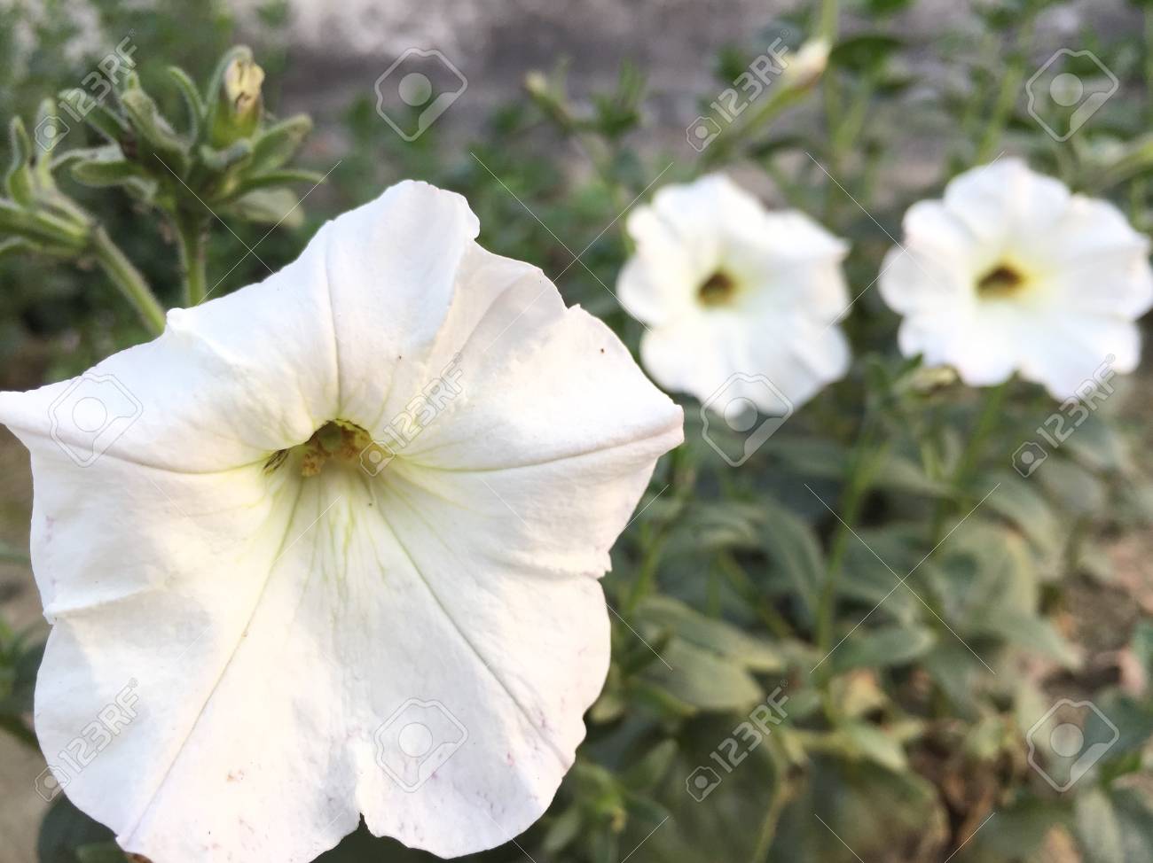 Beautiful Petonia Flowers Stock Photo Picture And Royalty Free Image Image 97904927