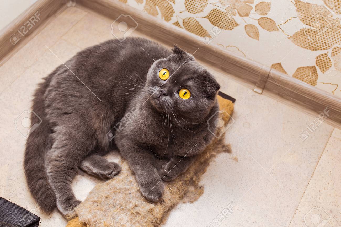 ふわふわ灰色美しい大人猫、犬スコティッシュ フォールド