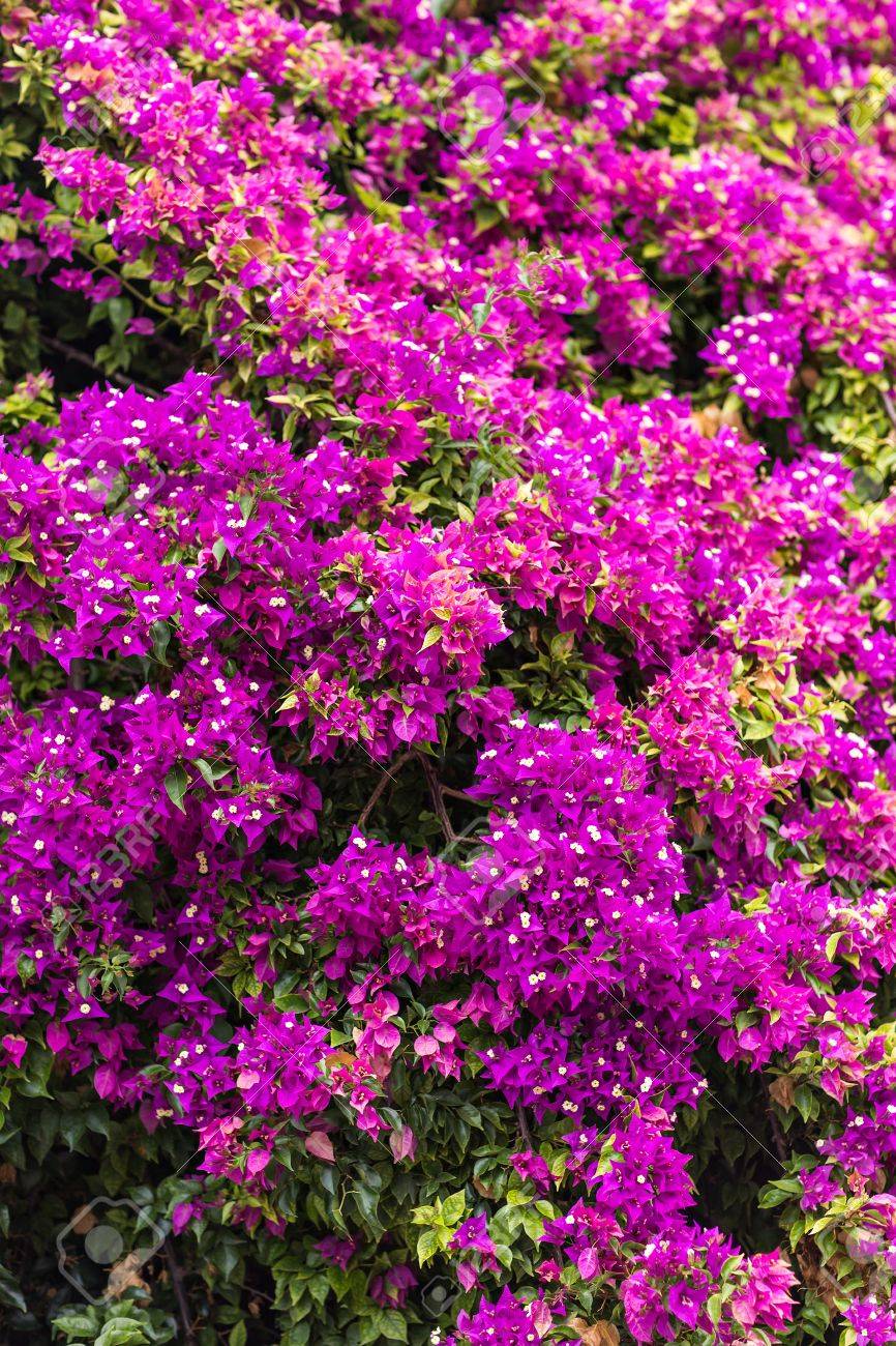 Purple Oleanders With Flowers On The Garden Stock Photo, Picture and  Royalty Free Image. Image 43544594.